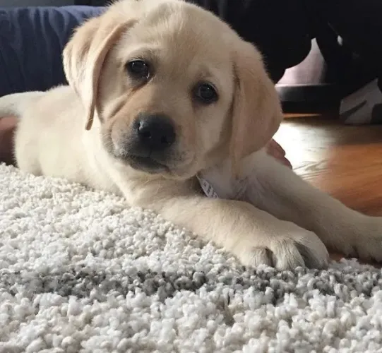 Labrador Pronto para Sua Nova História