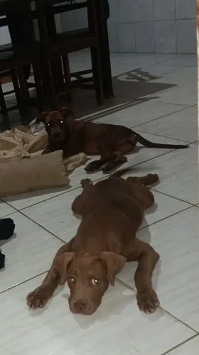 Filhote de pitmonster fêmea 4 meses