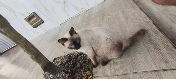 Doa-se Gato macho siamês.