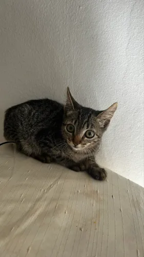 Gata Fêmea Adoção 