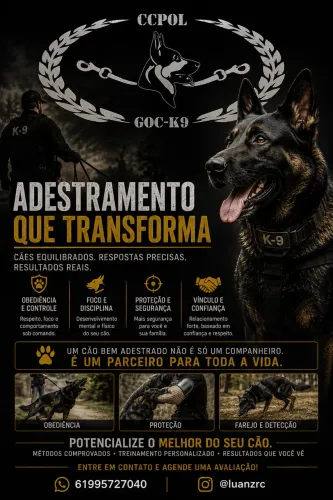 Adestramento avançado de cães 