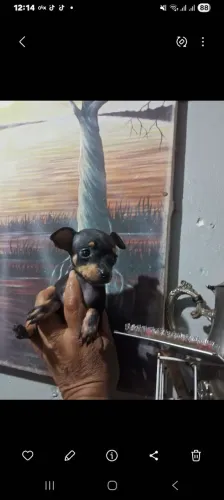 Pinscher 0 femea