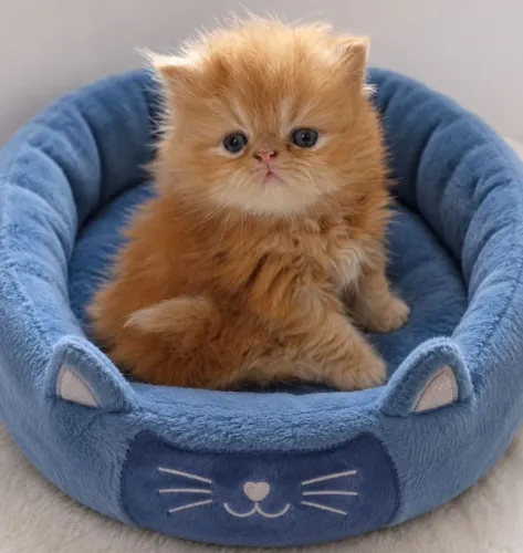 Filhote de gato persas