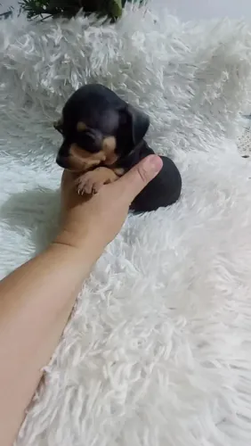 Pinscher zerinho macho