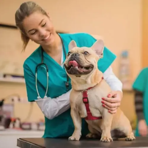Clínica Veterinária no centro de Maringá