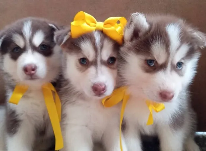 R$800 husky siberiano baby