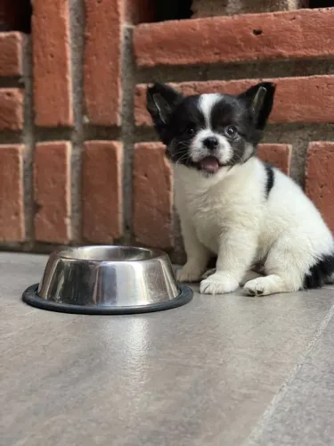 Chihuahua carinhoso e charmoso