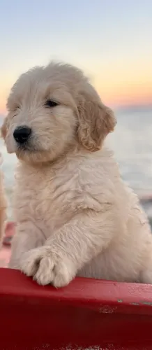 GOLDENDOODLES English cream