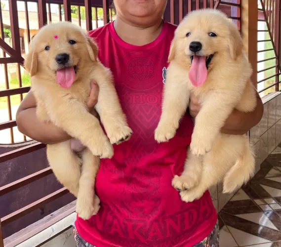 Golden Retriever Filhotes