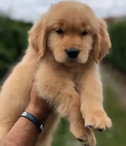 Doação de Golden Retriever