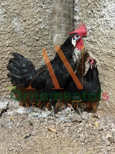 Casal Cara de Palhaço (Espanhola da Cara Branca)