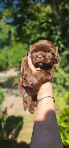 Shih-tzu Chocolate Europeu