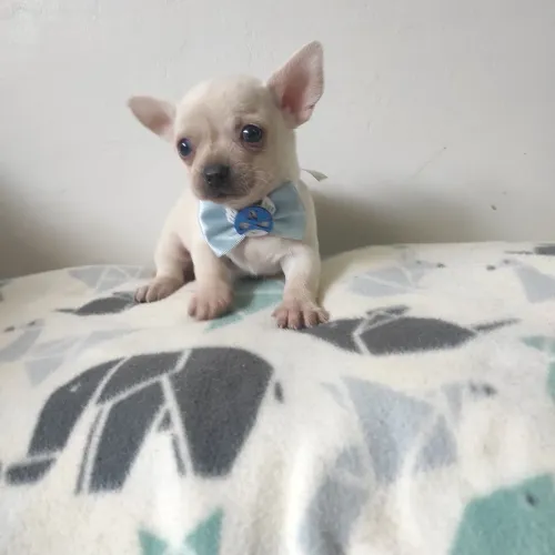 Chihuahua Machinho Lindo 