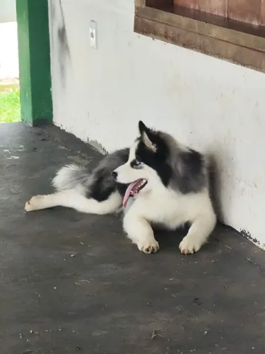 Vendo husky siberiano macho 