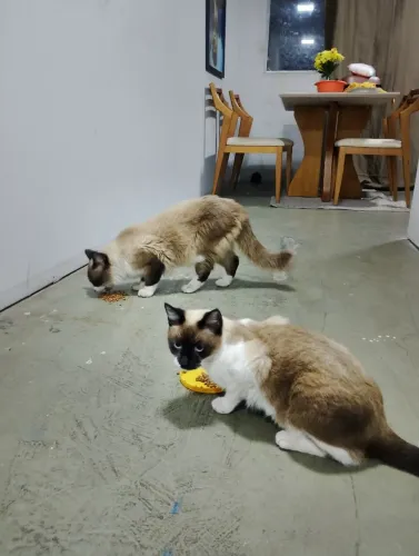 *ADOÇÃO CASAL SIAMÊS 