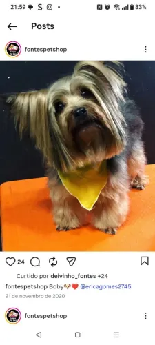 Cachorro 