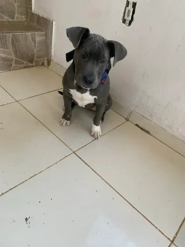 Fêmea de pitbull 