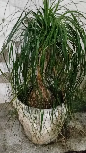 Planta Pata de Elefante