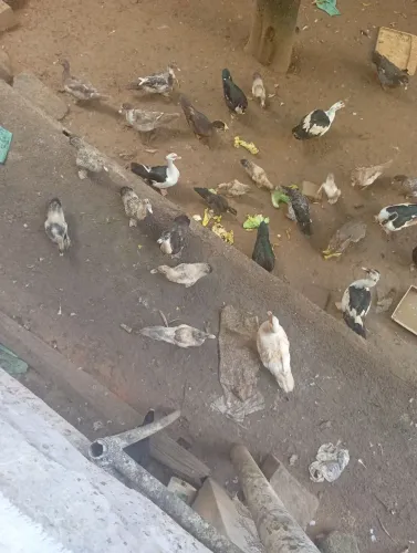 Vendo Pato Gamelão 