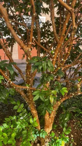 apartamento - Vila João Jorge - Campinas