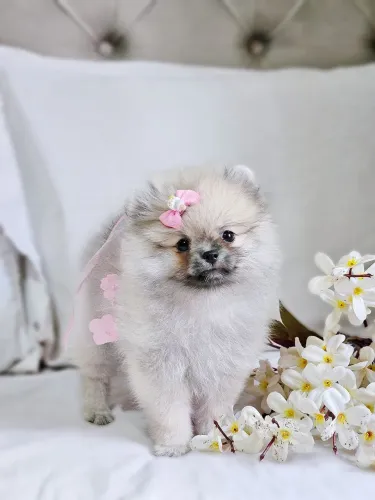 Filhote Spitz Alemão fêmea