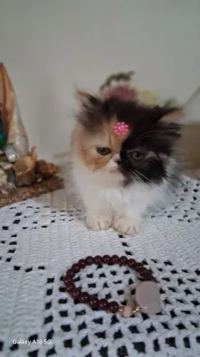 Gato Persa 