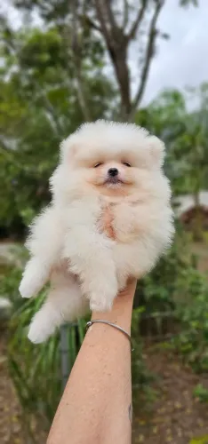 SO HOJE - Lulu da Pomerania Macho Baby Face