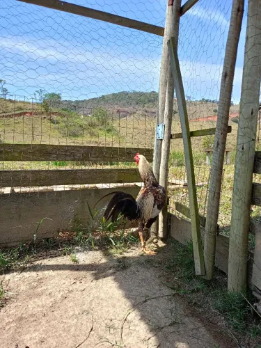 Galo índio novo