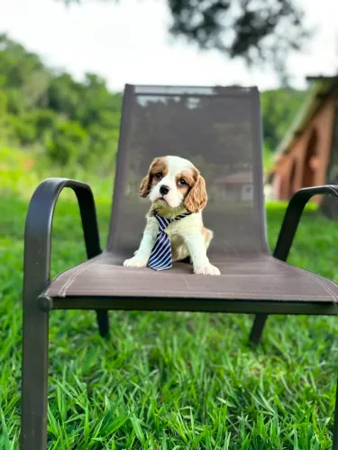 CAVALIER KING CHARLES SPANIEL!!