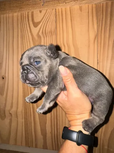 Bulldog francês exótico BLUE and tan