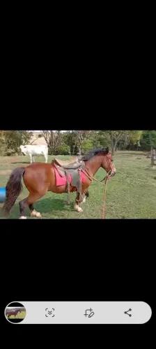Mini Pôneis mansos mini cabras mini porcos adultos 