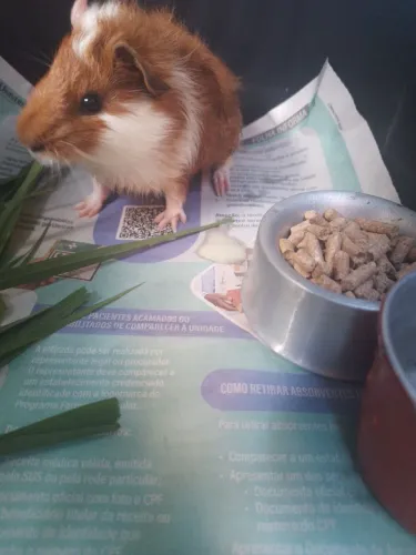 Porquinho da Índia