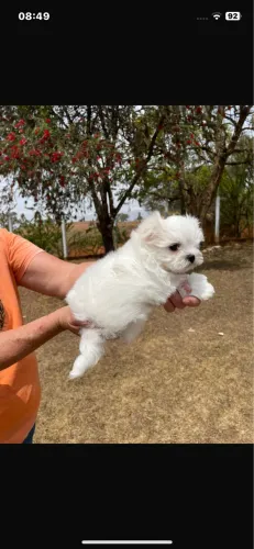 Mini maltês macho com pedigree 