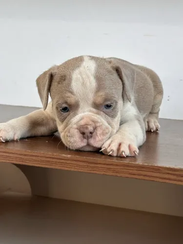 American Bully