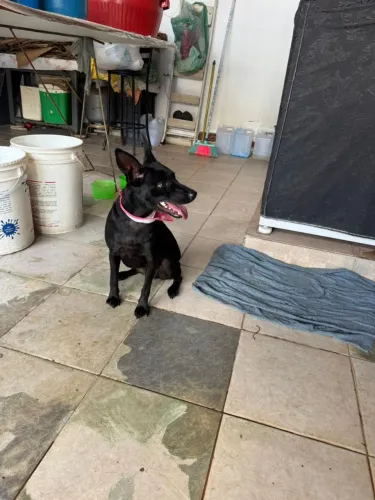 Cachorro para adoção