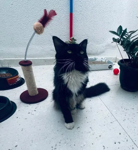 Maine Coon - Gato Gigante