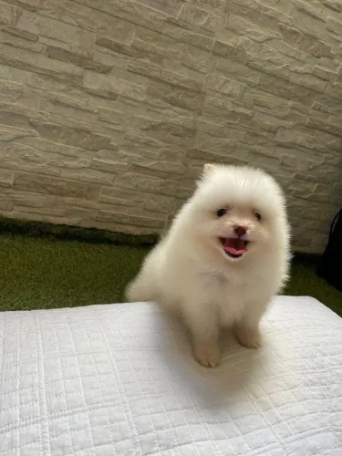 Lulu da Pomerânia fofo