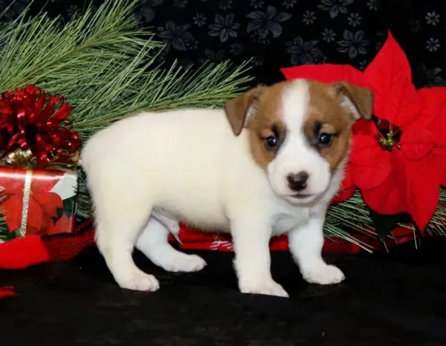 Filhotes de Jack Russell entrega imediata