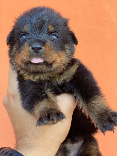 Filhote de rottweiler 