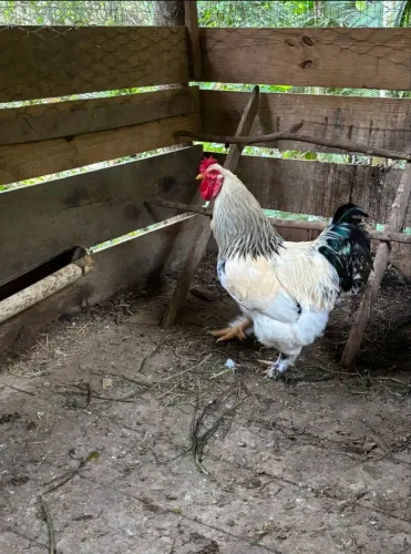 Galo Brahma