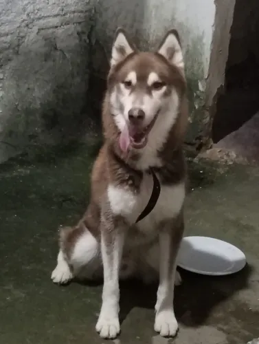 Cão husky 1 ano
