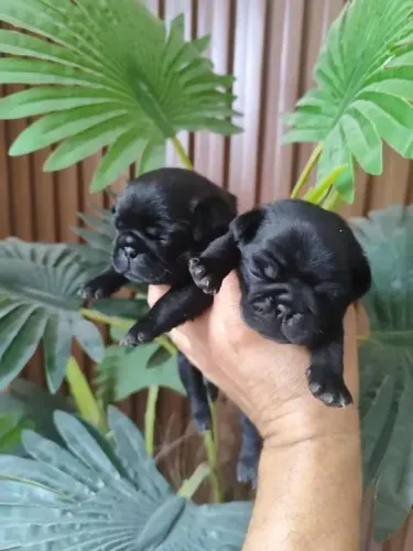 Pug Seu próximo companheiro está te esperando