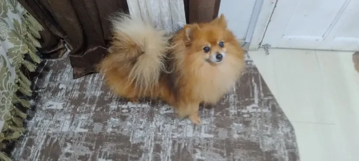 Lulu da polmeranea 