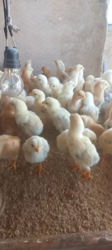 Pintinhos