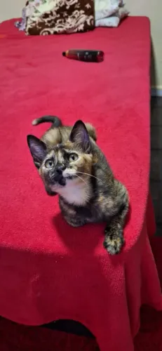 Faço doação de gatinha muito carinhosa.
