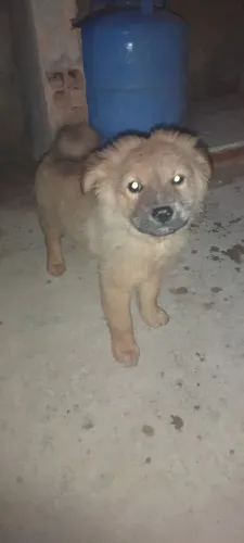 Filhotes Fêmea de chow chow