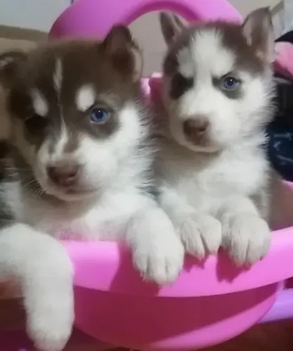 Husky Siberiano,Husky Siberiano Filhote Pronto Para Novo Lar