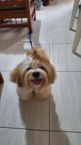 SHITZU MACHO 9 MESES VACINADO