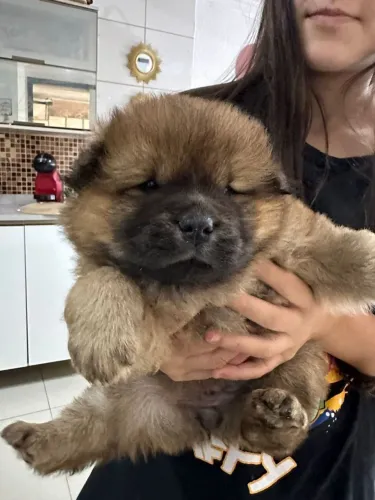 Filhote de Chow Chow o ursinho mais fofo que você vai encontrar 