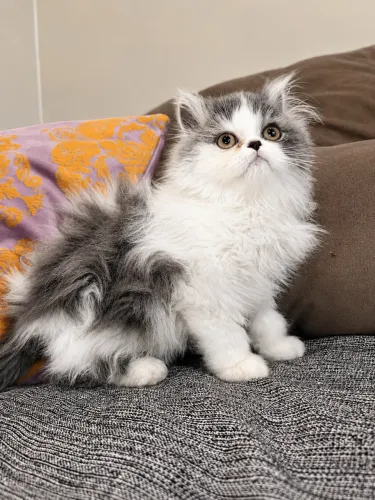 Gato persa 